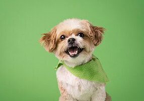 Dog Dental Care