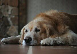 Older Dog