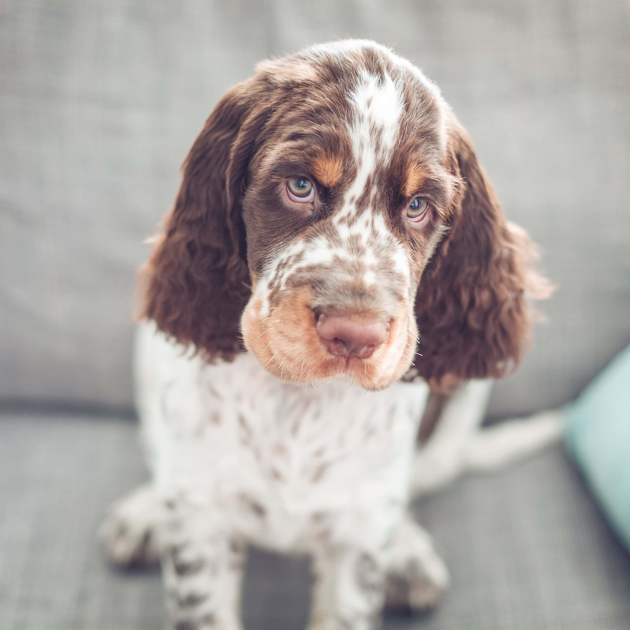An endearing brown and white puppy with soulful eyes sits comfortably on a grey sofa, representing the health benefits of colostrum for dogs, highlighting natural canine wellness