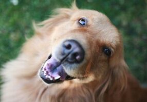 Dog’s Health