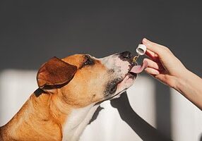 Pet Supplement