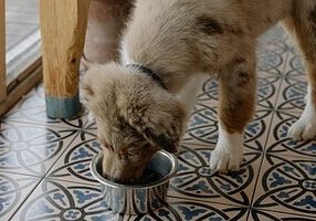 Puppy Eating