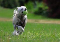 Pure Natural Dog Joint Support