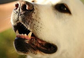 Dog Mouth