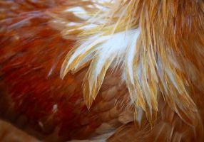 Chicken Collagen Powder Dogs