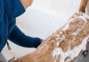 Homemade Dog Wash For Itchy Skin