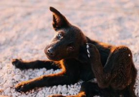 Dog Skin Allergy Treatment Natural