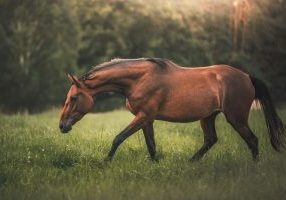 Premium Natural Horse Joint Support