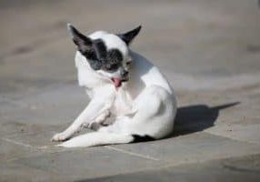 Home Remedies For Itchy Dog Skin Relief
