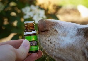 Omega 3 For Dogs Dosage