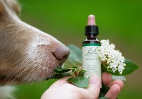 Natural Anxiety Relief Dogs