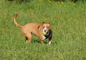 Best Probiotic For Pitbulls