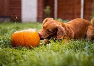 Pumpkin Seeds For Worms In Dogs