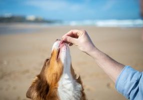 Human Grade Dog Treats