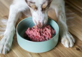 Dog Food Omega 3 And 6