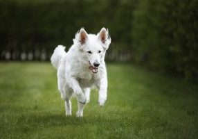 Pure Glucosamine Sulfate Hip Dysplasia Dog Running In South African Park - Pure Glucosamine Sulfate Hip Dysplasia