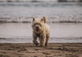 Natural Yucca Root Joint Support Dog Running In South African Park